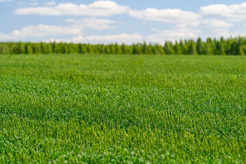 Obraz premium A Beautiful Lush Green Field Under a Bright Blue Sky Adorned with Soft White Clouds