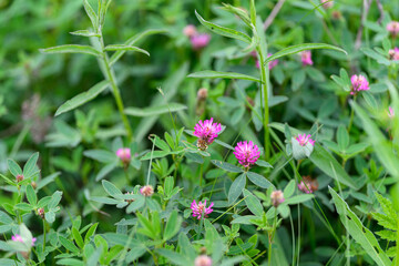 Vibrant and Lush Pink Clover Blooms Beautifully Amidst Green Foliage of the Garden