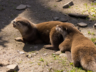 Loutre cendr&eacute;e
