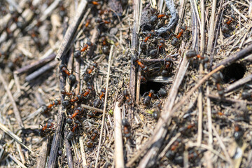 A Busy Ant Colony Works Diligently Together in Their Natural Habitat and Environment
