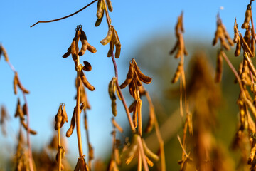 Harvestready soybean field tips with clusters of brown pods, agribusiness scout assessing maturity and harvest timing, wide depth suggesting large-scale production and logistics