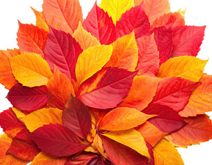 Fototapeta premium A vibrant collection of autumn foliage, showcasing a spectrum of reds, oranges, and yellows