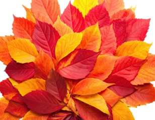 A vibrant collection of autumn foliage, showcasing a spectrum of reds, oranges, and yellows