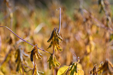 Backlit close up soybean pod with dew, fine hairlike stems, textured surface, golden rim light, macro perspective suitable for agronomy imagery and seed quality inspection