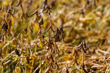 Dried beans contrast, Parched pods display decay, Rustic imagery highlights environmental storytelling, Study of crop remains reveals resilience and deterioration contrast