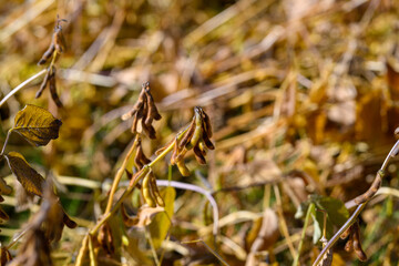 Dried bean pods under sunlight, Farmer examines mature soybean shells in field, Closeup of dried soybean pods with textured surface during harvest in warm sunlight