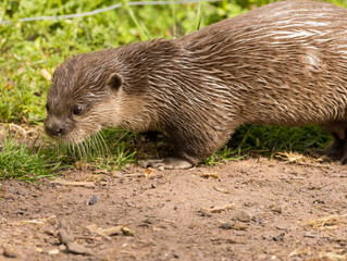 Loutre cendrée