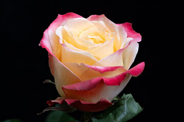 Luxurious arrangement of soft velvety petals with vibrant edges, Sophisticated floral setup...