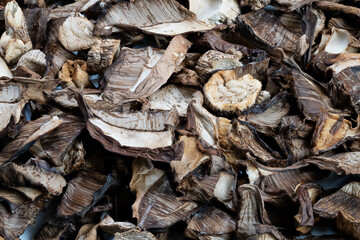 Dehydrated forest fungi textures, Rustic dried mushroom caps and stems display, Artisanally dried forest mushrooms with textured caps and stems in warm kitchen setting