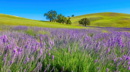 Obraz premium Vibrant Lavender Fields with Rustic Basket and Gentle Breeze
