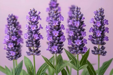 Fototapeta premium Beautiful clusters of lavender flowers bloom vibrantly against a soft pink backdrop, showcasing shades of purple that evoke a sense of calm and tranquility.