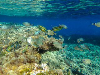 Underwater abstract background. ocean or sea surface seen from under blue water. Rays of light, abstract marine backdrop. Underwater Tropical Corals Reef with colorful sea fish. Marine life sea world.