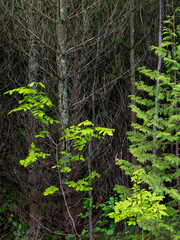 695-94 Forest Textures