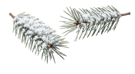 Two pine branches covered in snow transparent background cutout png