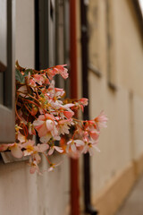Beautiful city streets on a sunny summer day. Historic buildings among green trees in a European city. June 1, 2025, Vilnius, Lithuania.