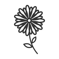 Fototapeta premium Outline chrysanthemum flowers icon isolated flat style design.