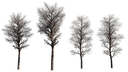 tree isolated on white background