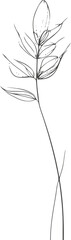 Simple line drawing of a botanical plant with stem leaves and bulbous head on white background