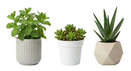 Obraz premium Collection of indoor potted plants with varied textures showcasing a simplistic aesthetic on