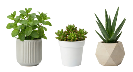 Collection of indoor potted plants with varied textures showcasing a simplistic aesthetic on