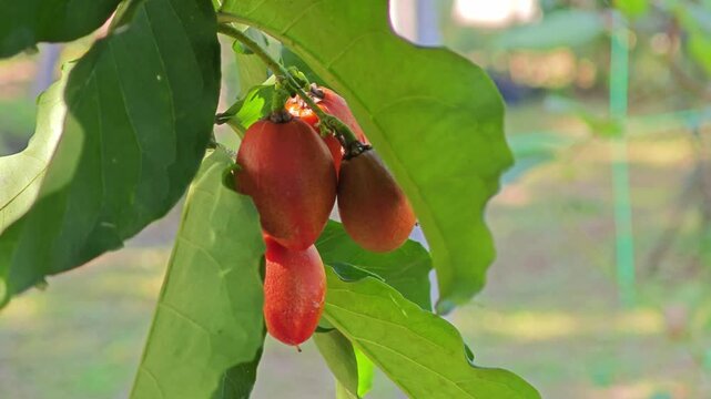 Peanut butter fruit, is a species in the Acerola family. Orange red fruits.