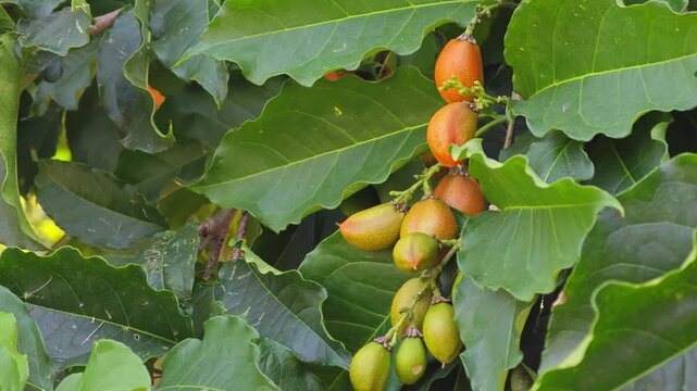 Peanut butter fruit, is a species in the Acerola family. Orange red fruits.