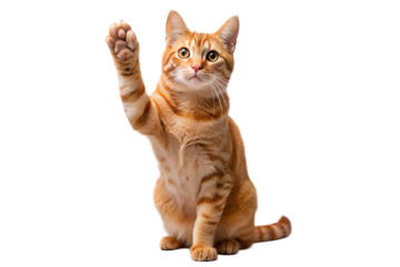 Cute Ginger Tabby Cat Sitting and Raising Paw Isolated on Black Background – High Resolution PNG Stock Photo