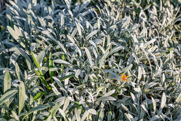 Gazania rigens (syn. G. splendens), sometimes called treasure flower, is a species of flowering plant in the family Asteraceae. Los Angeles County Arboretum and Botanic Garden. Arcadia, California Oct