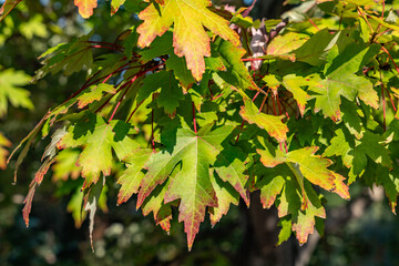 Acer saccharinum, silver maple, creek maple, silverleaf maple, soft maple, large maple, water maple. Los Angeles County Arboretum and Botanic Garden. Arcadia, California October
