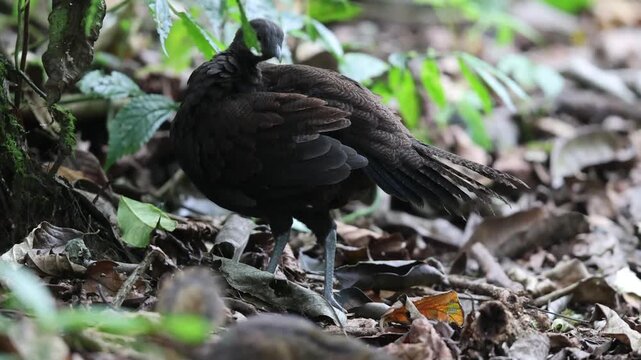 The bronze-tailed peacock-pheasant (Polyplectron chalcurum) is also known as the Sumatran peacock-pheasant.