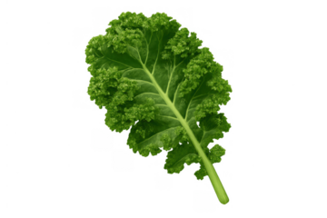 Single fresh green kale leaf presenting healthy diet, organic food, and superfood concepts on a transparent background