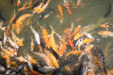A lively pond filled with koi fish in orange, white, black, and yellow, creating a dynamic and culturally rich scene.