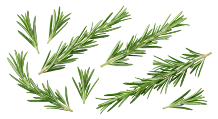 Aromatic rosemary sprigs isolated against transparent backdrop, enhancing culinary or herbal