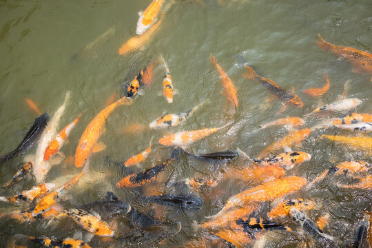 A lively pond filled with koi fish in orange, white, black, and yellow, creating a dynamic and culturally rich scene. - Powered by Adobe