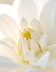 Obraz premium Close-up of delicate white flower petals surrounding bright yellow center