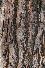 bark. Ginkgo biloba, commonly known as ginkgo, also known as the maidenhair tree. Los Angeles County Arboretum and Botanic Garden. Arcadia, California October