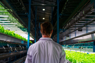 Scientist is working at vegetable production greenhouse.