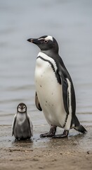 Obraz premium Adult African Penguin Stands Guard Over Its Small Chick on the Shore.
