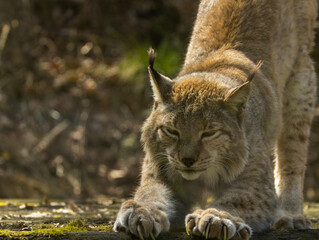 Naklejka premium Lynx boréal
