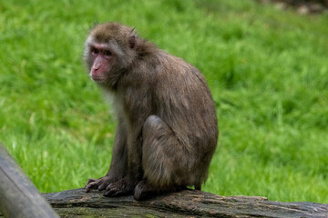 Macaque
