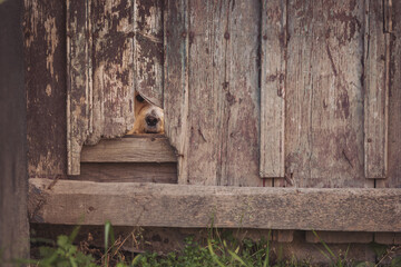 A dog looks through a gap in a weathered wooden fence in a backyard during the afternoon while surrounded by grass and plants
