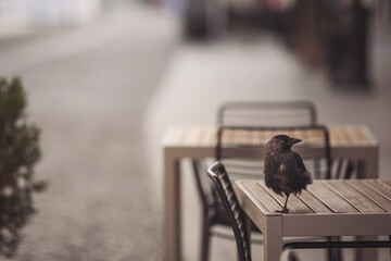 Black bird stands on a table in a quiet outdoor cafe during a sunny afternoon in a city with empty walkways and few people around