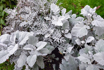 Striking silvery-white Cineraria New Look foliage contrasts with green