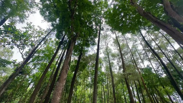 trees in the forest