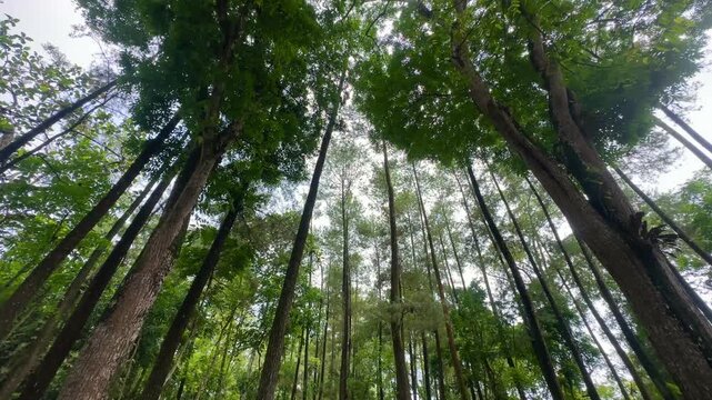 trees in the forest