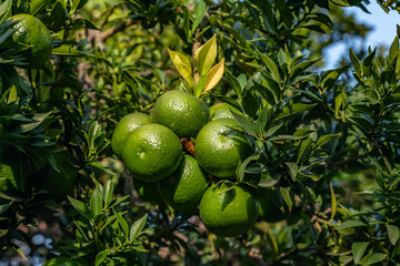 Citrus is a genus of flowering trees and shrubs in the family Rutaceae. Plants in the genus produce citrus fruits. Los Angeles County Arboretum and Botanic Garden. Arcadia, California October
