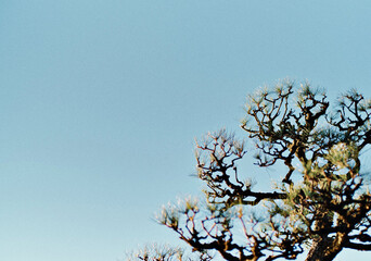 Minimalist Pine Tree Branches Against Clear Blue Sky. Natural Silhouette of Textured Pine Needles and Twisted Branches for Nature and Background Designs