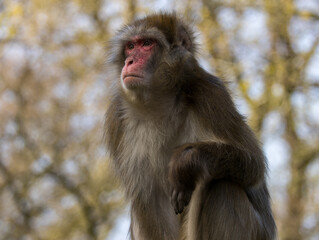Macaque