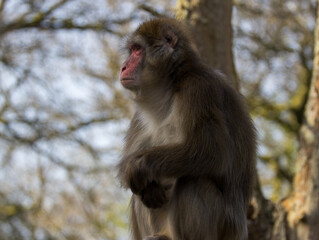 Macaque