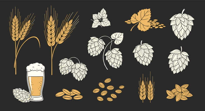 Vintage style beer ingredients set with wheat ears hops malt grains and a glass of lager all drawn in a retro engraving illustration style.